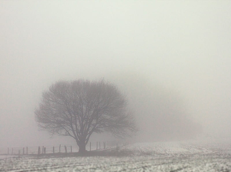 Tree, Fog, Field, Winter, Gloomy Ultra, Vintage, Nature, Winter, Scenery, Scene, Tree, Mist, Cold, Germany, Single, Weather, gloomy, solingen, BergischesLand, HD wallpaper