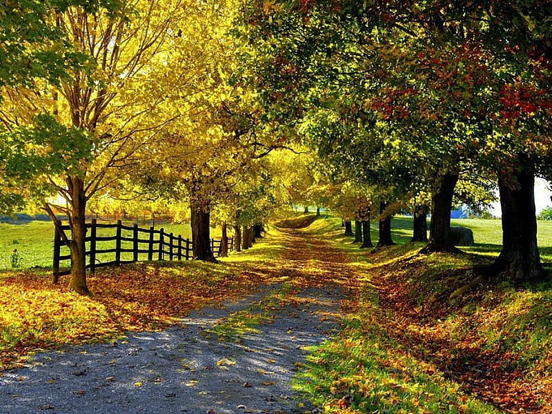 Golden autumn, colorful, autumn, bonito, tree, splendor, magical, color ...