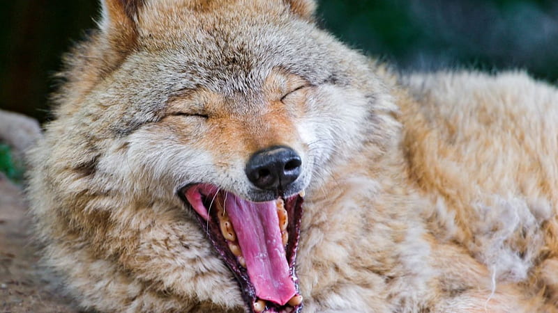 Hahaha! wild, yawning, wildlife, coyote, wolves, animals, wild animals, wolf, HD wallpaper