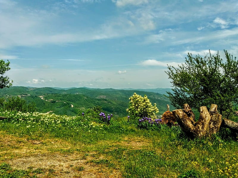 lovely sight nature, bonito, Kosovo, Flowers, Sky, HD wallpaper