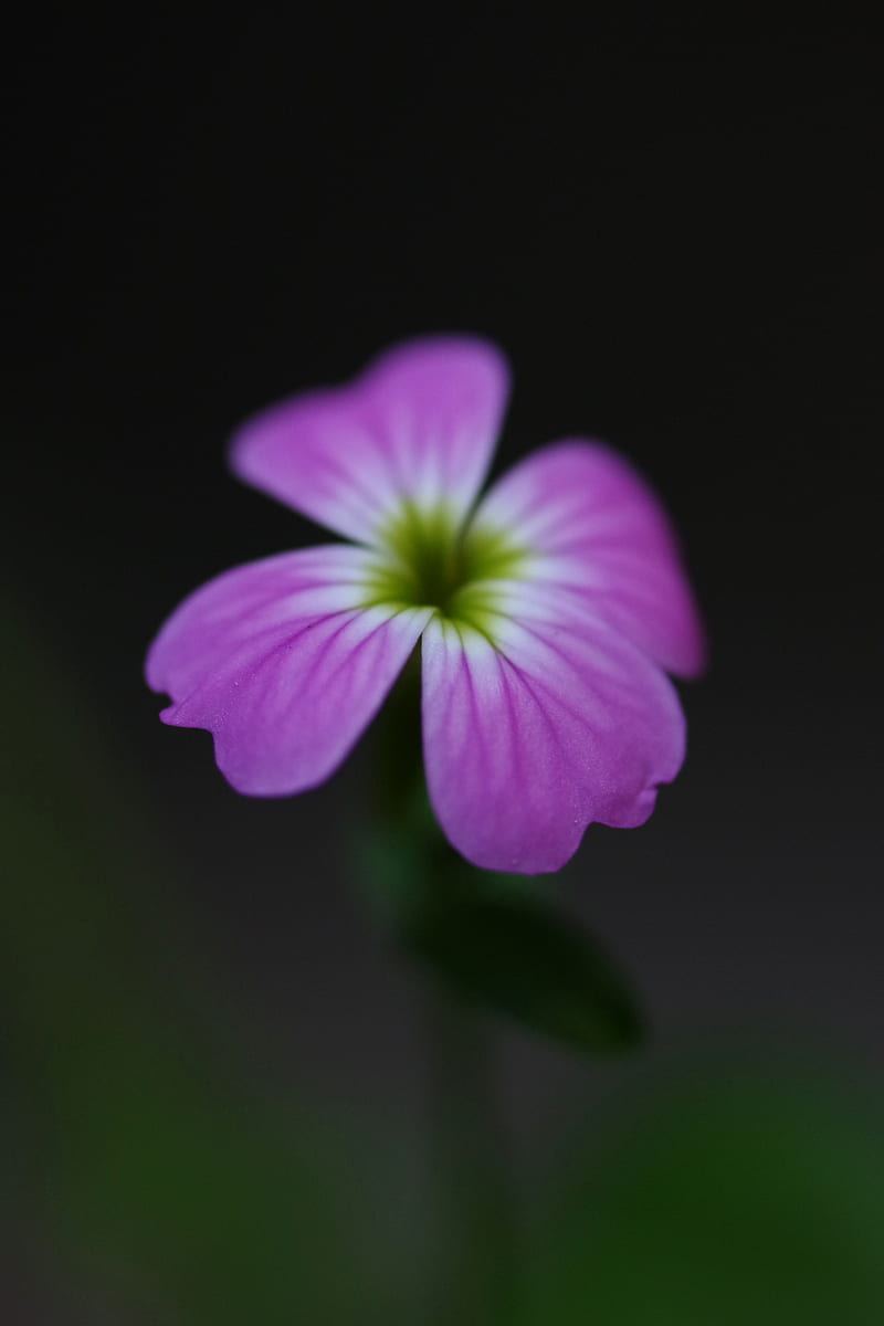 purple flower in tilt shift lens, HD phone wallpaper