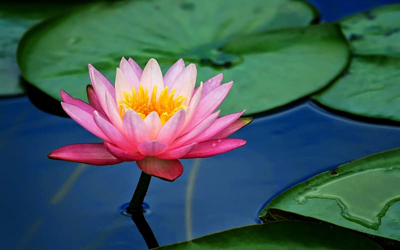 Flowers, Lotus, Flower, , Pond, Water Lily, Pink Flower, Lily Pad, HD wallpaper