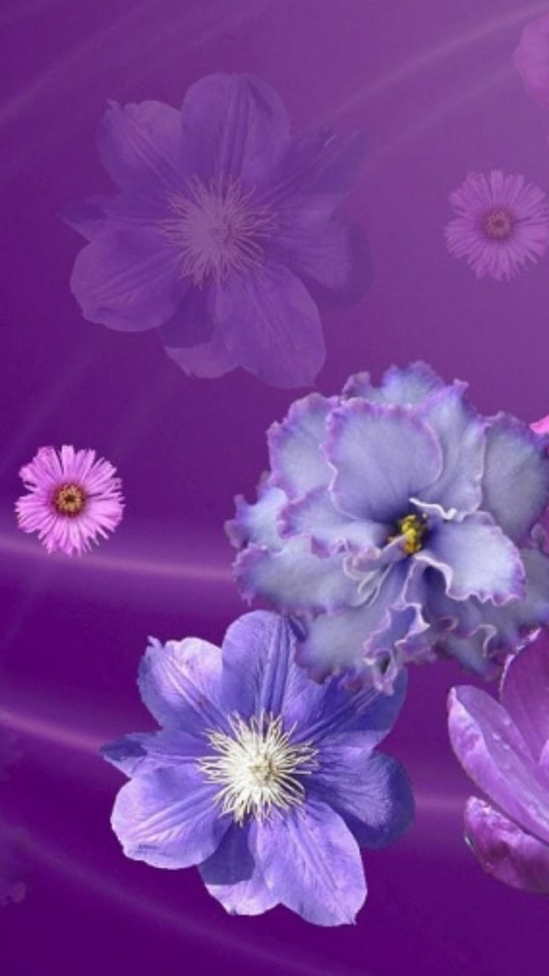 Flower gradient , purple, blossom, background, HD phone wallpaper
