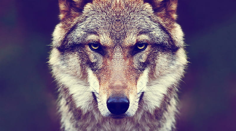 Bad Wolf Ultra, Animals, Wild, Eyes, Wolf, Animal, HD wallpaper