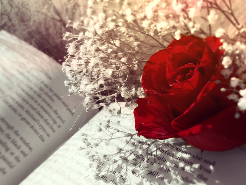 The Fume of Sighs, book, flower, red, rose, HD wallpaper