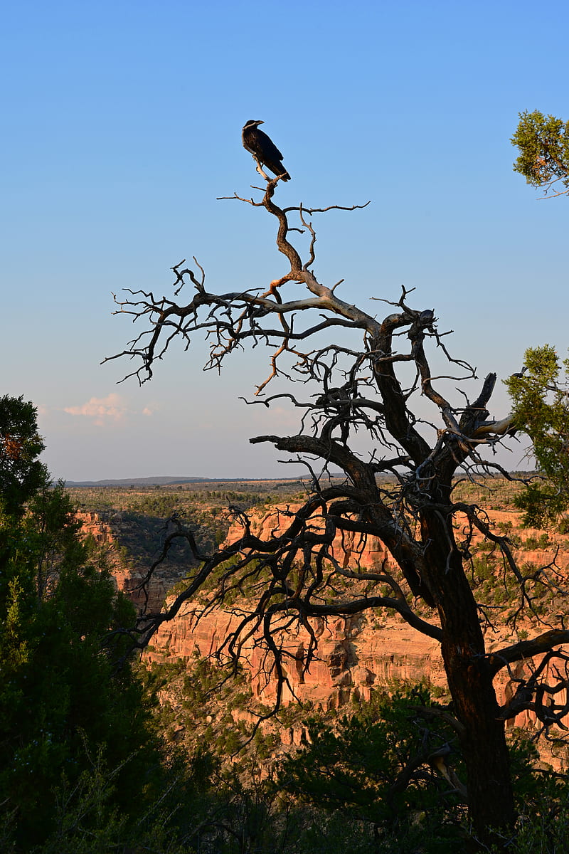 tree, raven, bird, canyon, nature, HD phone wallpaper