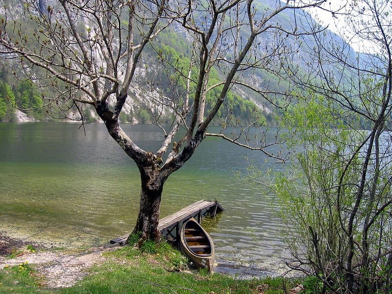 Down by the river, tree, boat, rowing, peaceful, river, HD wallpaper