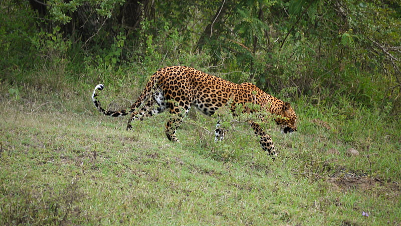 Stalking Leopard, Hunter, Sri Lanka, Prowl, Yala, HD wallpaper