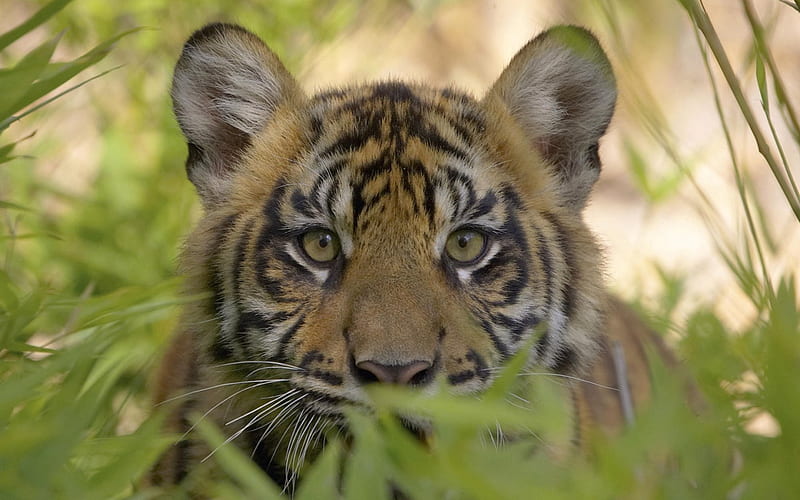 SUMATRAN TIGER CUB, forest, jungle, wildlife, tigers, babies, cats, HD wallpaper