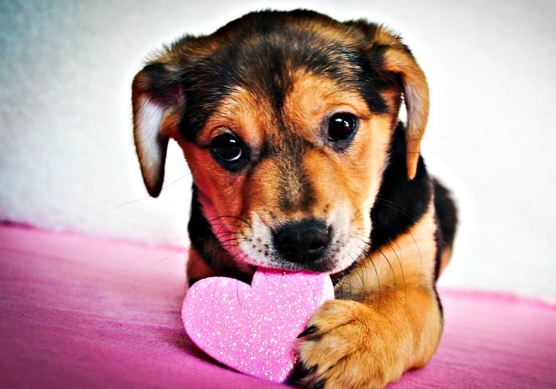 Happy Valentine's Day!, heart, valentine, pink, puppy, dog, animal, HD wallpaper