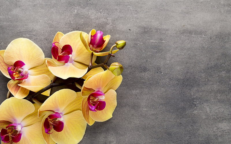 yellow orchids, tropical flowers, orchids branch, yellow flower, orchid, HD wallpaper
