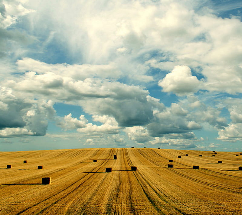 Sky Grain, blue, clouds, distance, fields, golden, hay, view, wheat, HD wallpaper