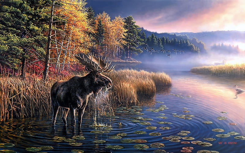 Moose Wallpapers  Top Free Moose Backgrounds  WallpaperAccess