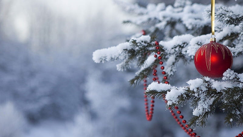 Snow Covered Pine Tree With Red Christmas Ball Christmas, HD wallpaper