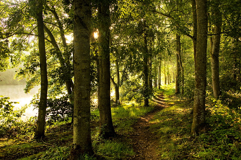 forest, trees, rays sun, path, HD wallpaper