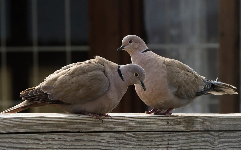 Doves, birds, pigeons, two, HD wallpaper