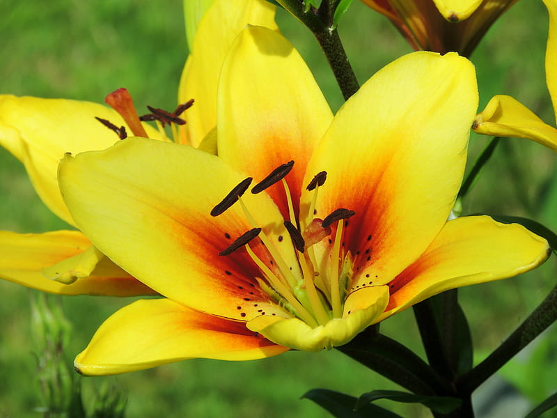 Day Lily, Yellow, Macro, graphy, Flowers, Nature, HD wallpaper