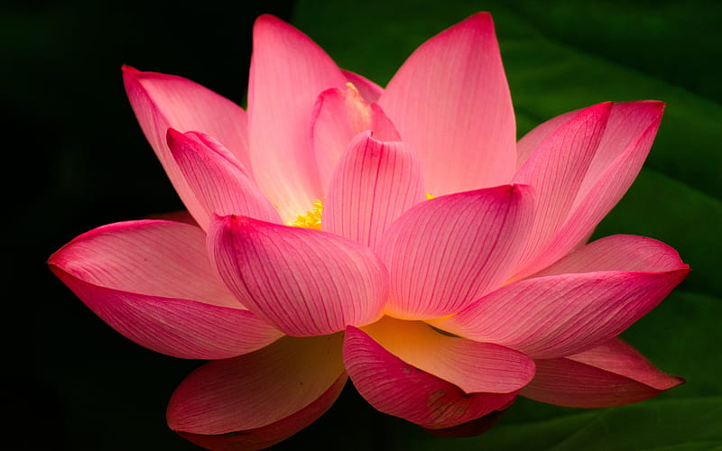 ❤️, Lotus, Pink, Nature, Flower, HD wallpaper