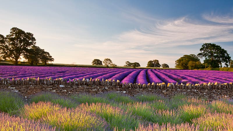 Purple Lavender fields Somerset UK Bing, HD wallpaper