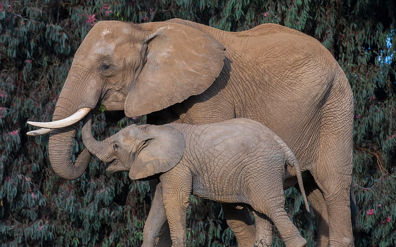 african elephants, elephant family, cute animals, elephants, Africa, wild animals, wildlife, HD wallpaper