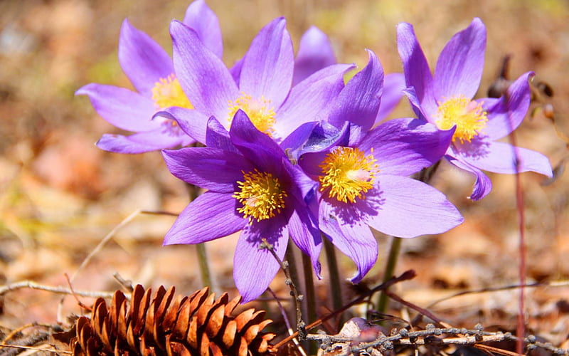 Primrose, purple, flower, yellow, spring, cone pine, pink, siberia, HD wallpaper