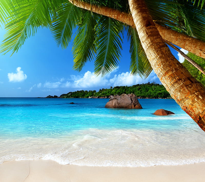Tropical Paradise, beach, coast, palms, sea, HD wallpaper | Peakpx