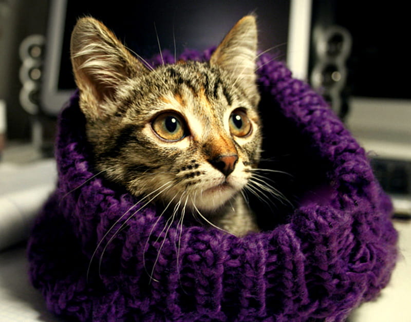 Snuggle, purple scarf, feline, scarf, cat, kitten, HD wallpaper