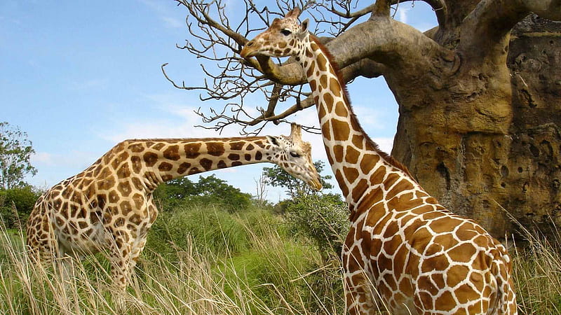 Two Brown White Giraffes Are Standing In Grass Field In Blue Sky Background Giraffe, HD wallpaper
