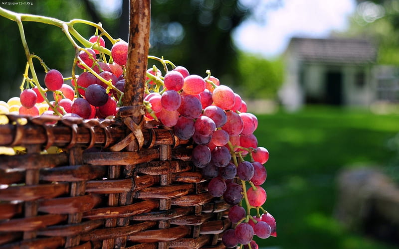 Wine Berry, berry, pink, basket, wine, HD wallpaper
