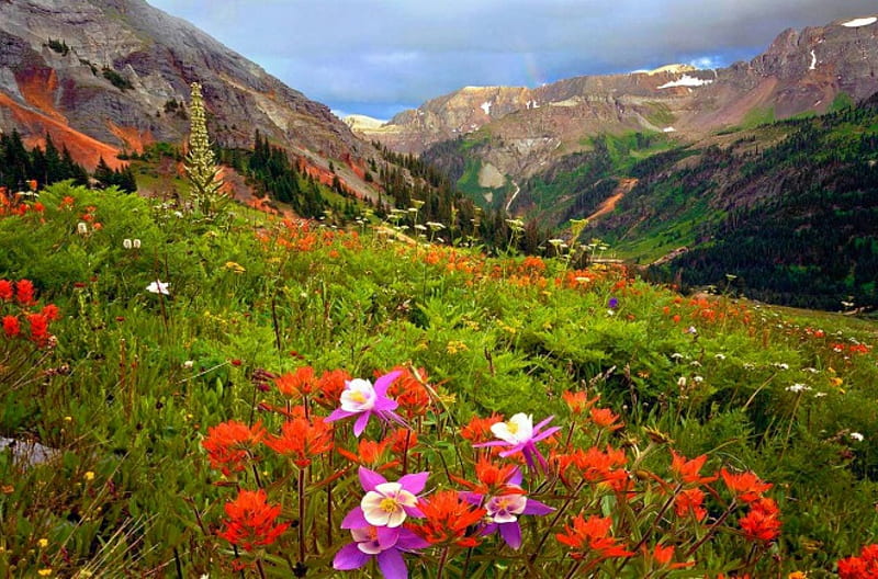 Hillside Flowers, forest, grass, mountains, flowers, bonito, rainbow, clouds, HD wallpaper