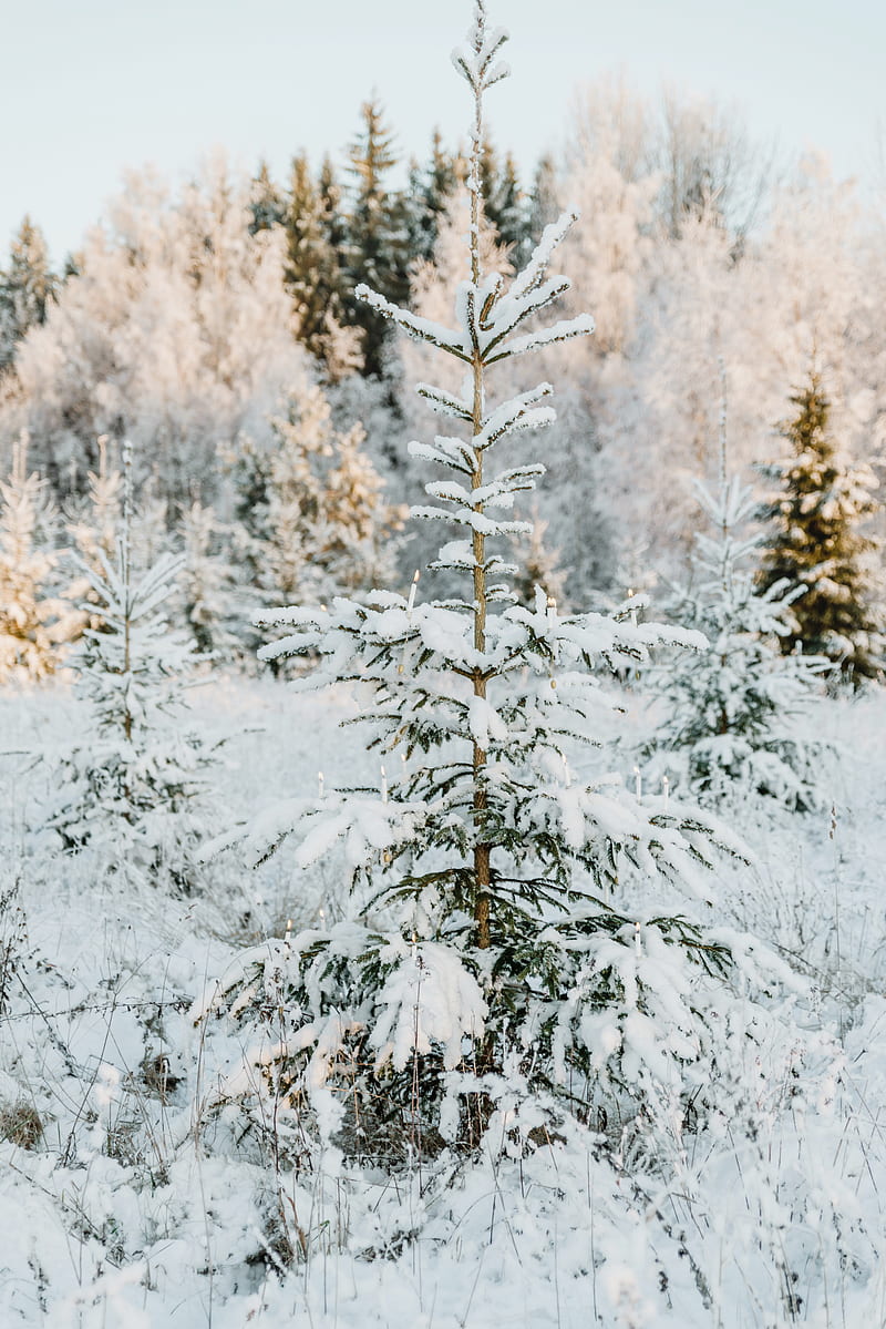 fir, snow, garland, winter, tree, HD phone wallpaper