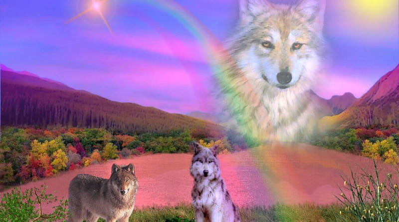 Rainbow Wolf, grey wolf, wildlife, nature, rainbow, wolves, dogs, pups, HD wallpaper