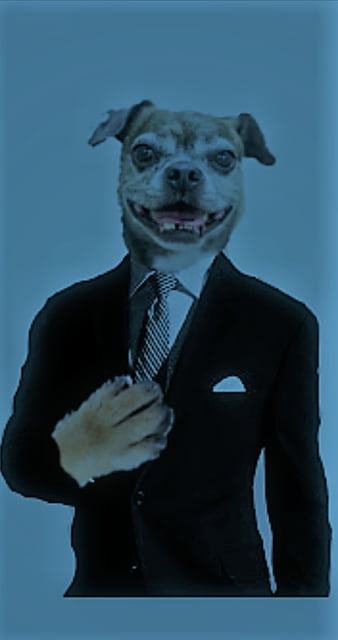 Dog funny, animal, meme, HD phone wallpaper | Peakpx