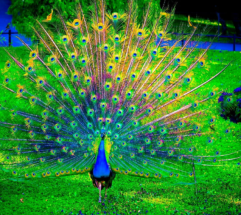 Peacock, HD wallpaper