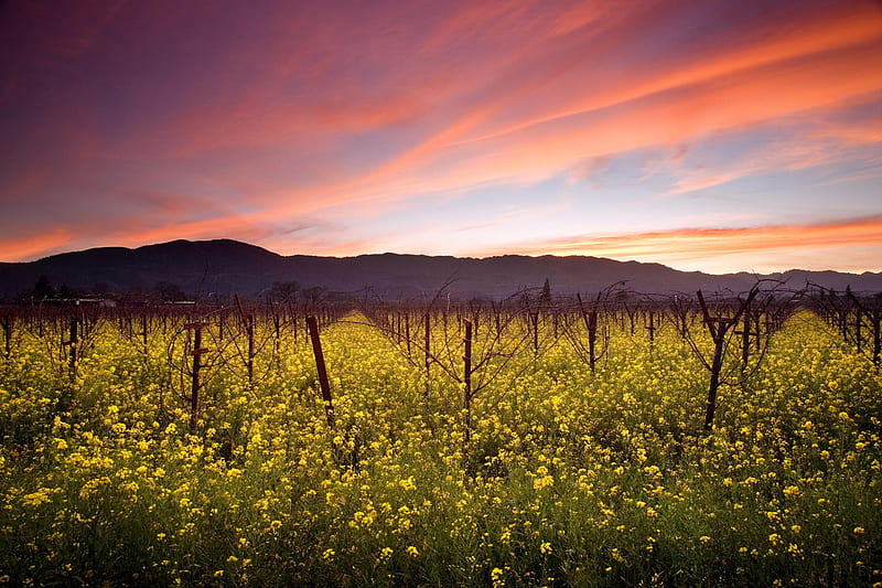 sunset and wild mustard napa valley vineyards california-, sunset, mustar, california, field, HD wallpaper