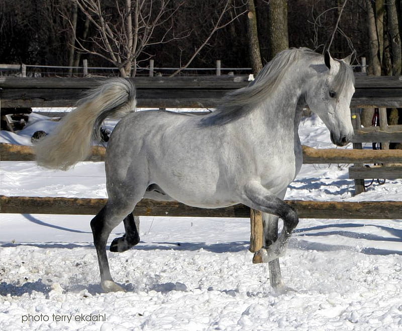 purebred arabian stallion, stallion, purebreds, horse, horses, HD wallpaper