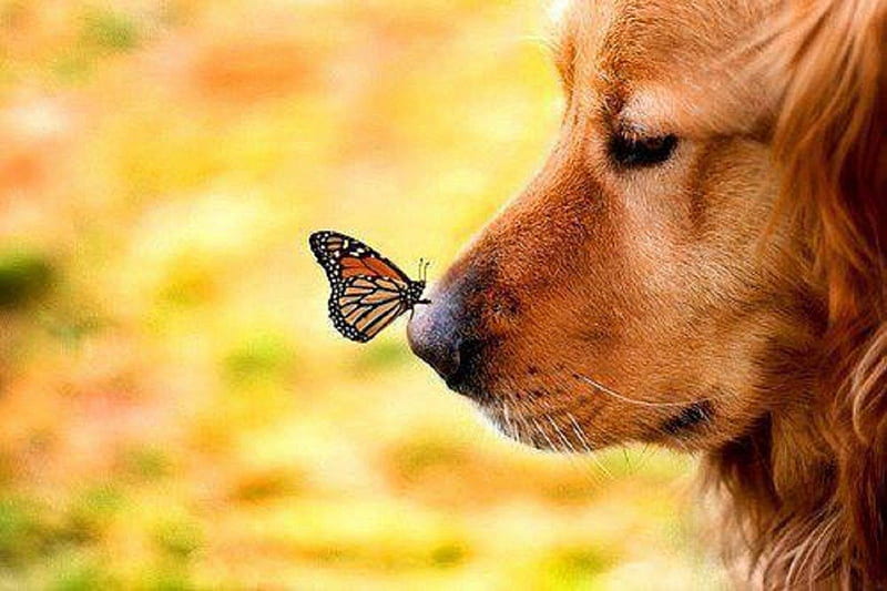 Can I Help You??, butterfly, animals, dog, question, HD wallpaper