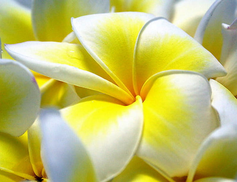 Fresh Flowers, White, Yellow, Flowers, Fresh, HD wallpaper | Peakpx