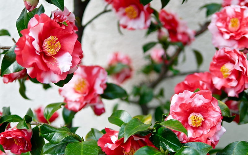 Camellia, flower, red, green, HD wallpaper