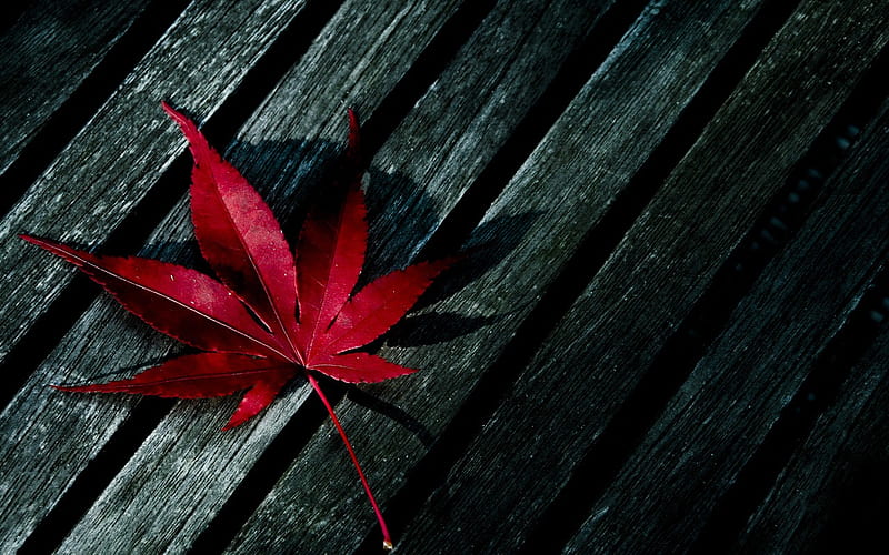 Fallen leaves, red, autumn, graphy, shadow, wood, leaf, HD wallpaper