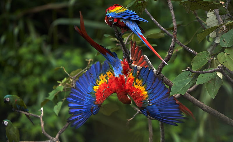 Birds, Scarlet Macaw, Bird, Macaw, Parrot, HD wallpaper