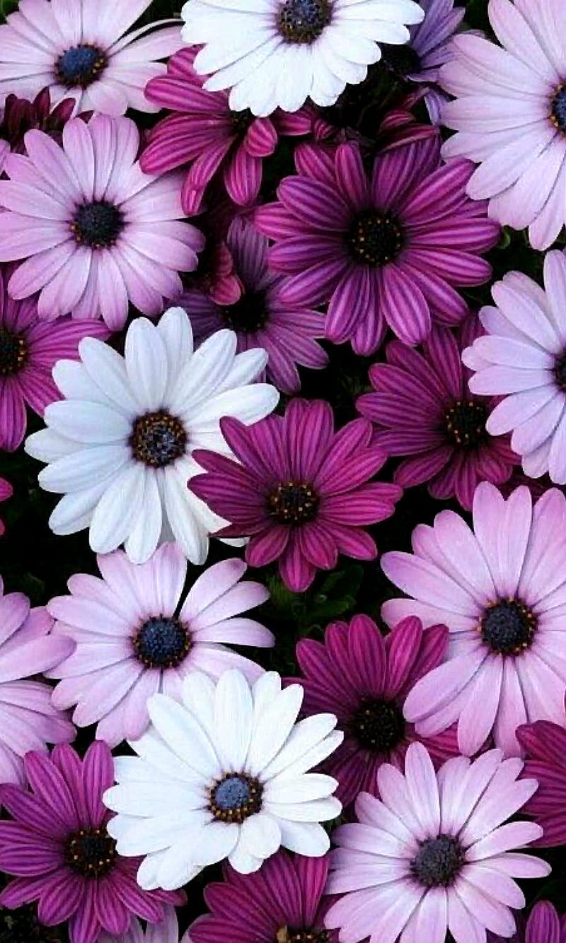 Purple Flowers, beauty, cool, cute, flower, lovely, nature, pretty ...
