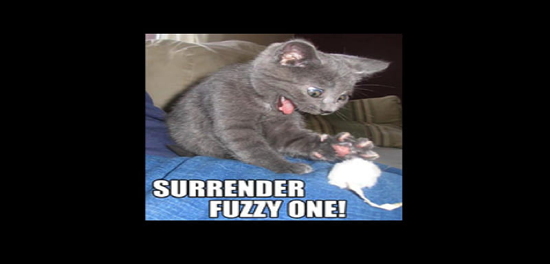 Surrender fuzzy one!, gris, white, wool, kitty, HD wallpaper
