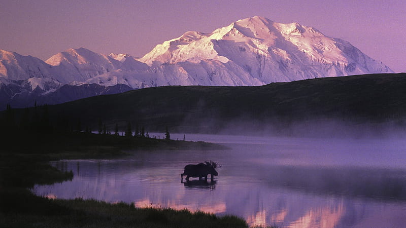 bull moose in denali np alaska, moose, lake, mountains, mist, HD wallpaper
