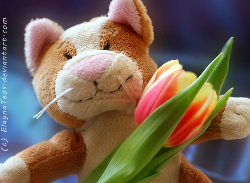 Soft Toy, toy, flower, soft, cat, HD wallpaper