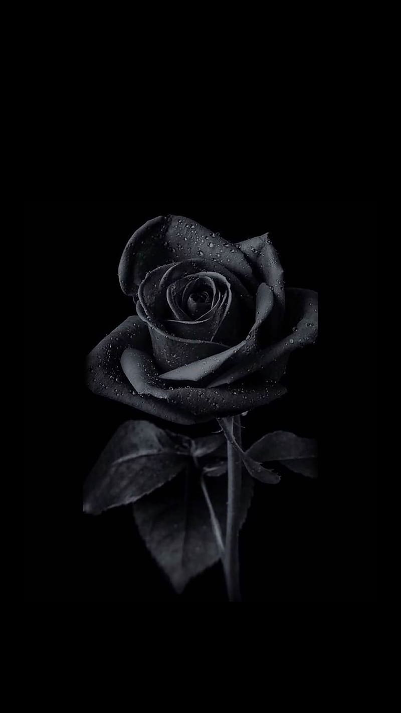 Gulab Ka Phool, Black Rose With Waterdrops, flower, HD phone wallpaper