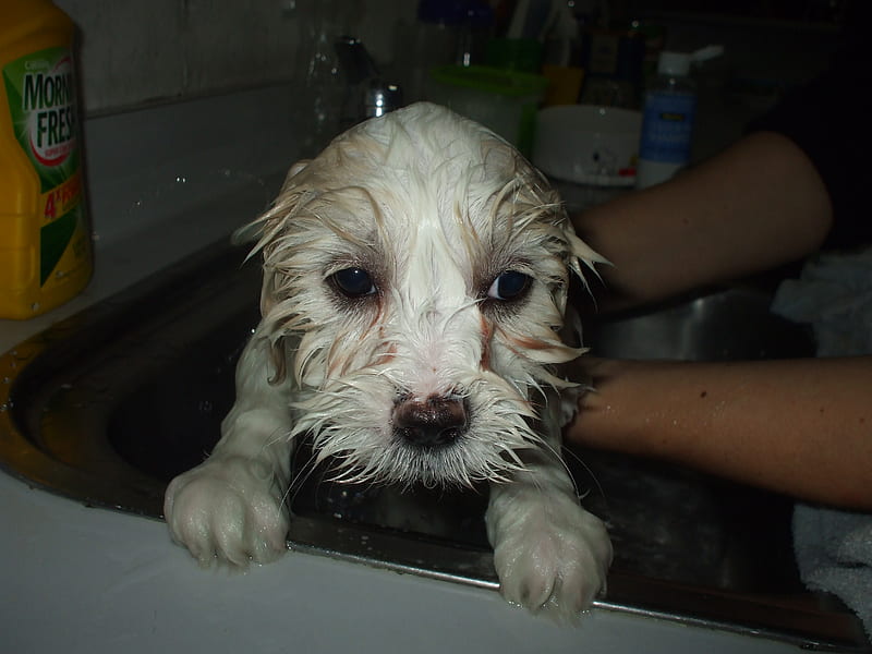 Bath time! Does not look like she's enjoying it..., cute, lhasa apso, wet, bath, pup, poodle, puppy, scruffy, HD wallpaper