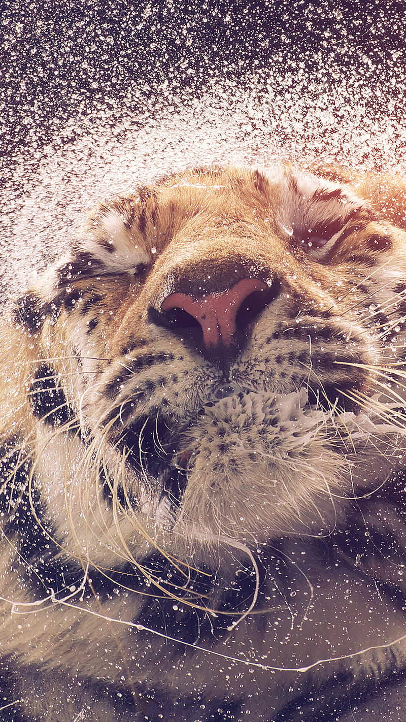 Tiger Shaking Water , animal, wild, HD phone wallpaper
