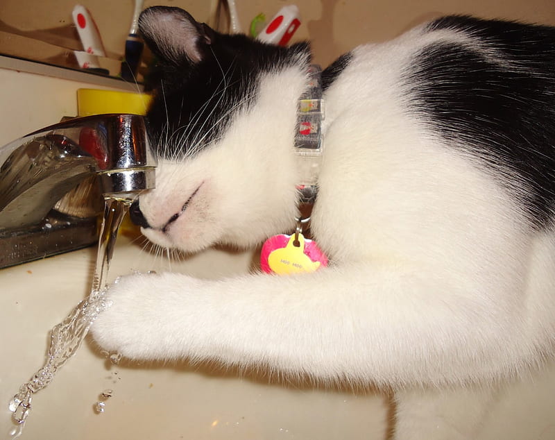 Cat Playing in water, sink, water, Cat, play, HD wallpaper