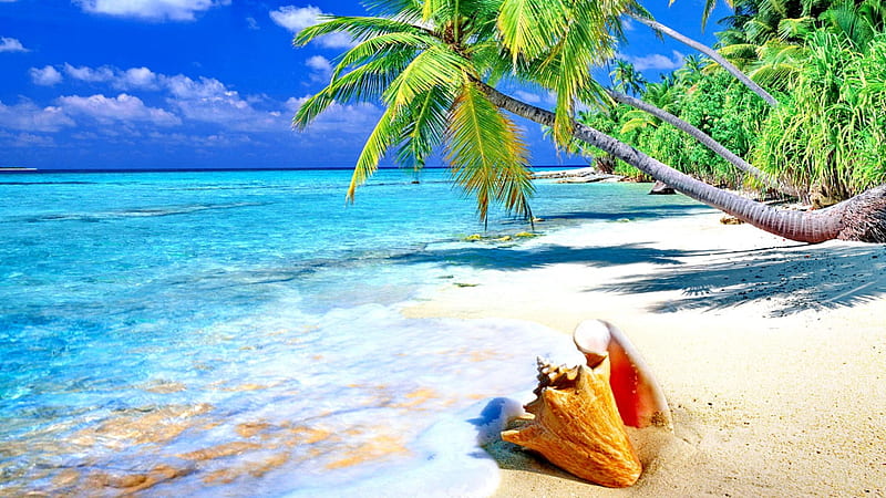 Tropical paradise beach, beach, seashell, seashore, paradise, nature, blue sky, clouds, HD wallpaper